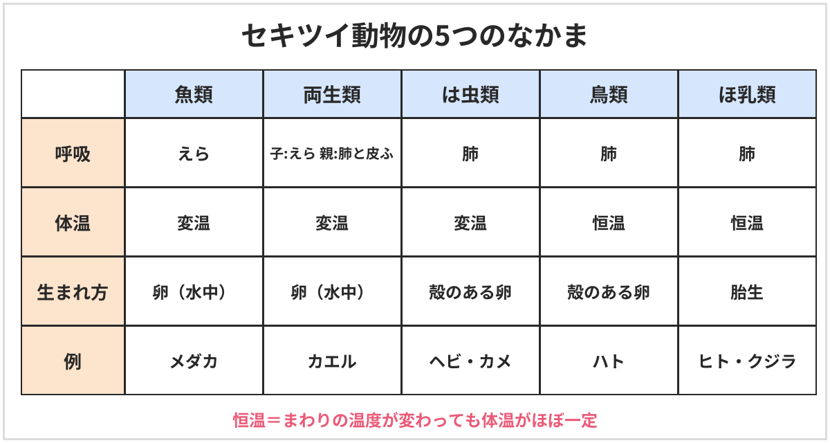セキツイ動物の5つのなかまの表。魚類はえら呼吸・変温・水中に卵、両生類は子がえらで親が肺と皮ふ・変温・水中に卵、は虫類は肺・変温・殻のある卵、鳥類は肺・恒温・殻のある卵、ほ乳類は肺・恒温・胎生