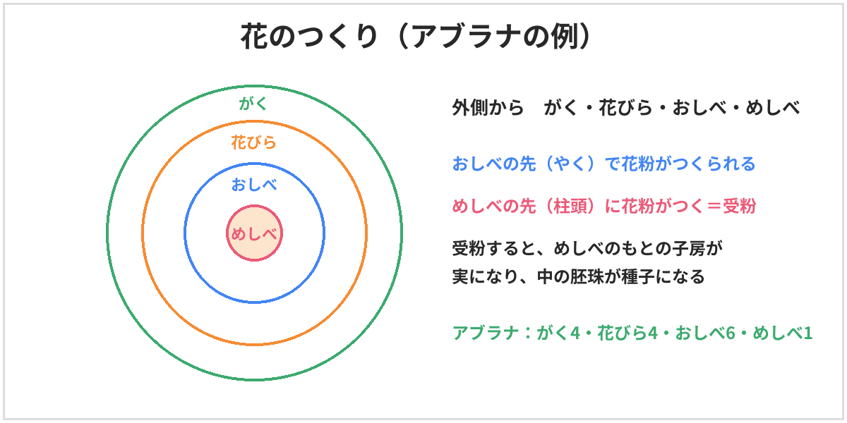 花のつくりの図(アブラナの例)。外側から、がく・花びら・おしべ・めしべの順に並ぶ。おしべの先のやくで花粉がつくられ、めしべの先の柱頭に花粉がつくことを受粉という。受粉すると、めしべのもとの子房が実になり、中の胚珠が種子になる。アブラナはがく4、花びら4、おしべ6、めしべ1