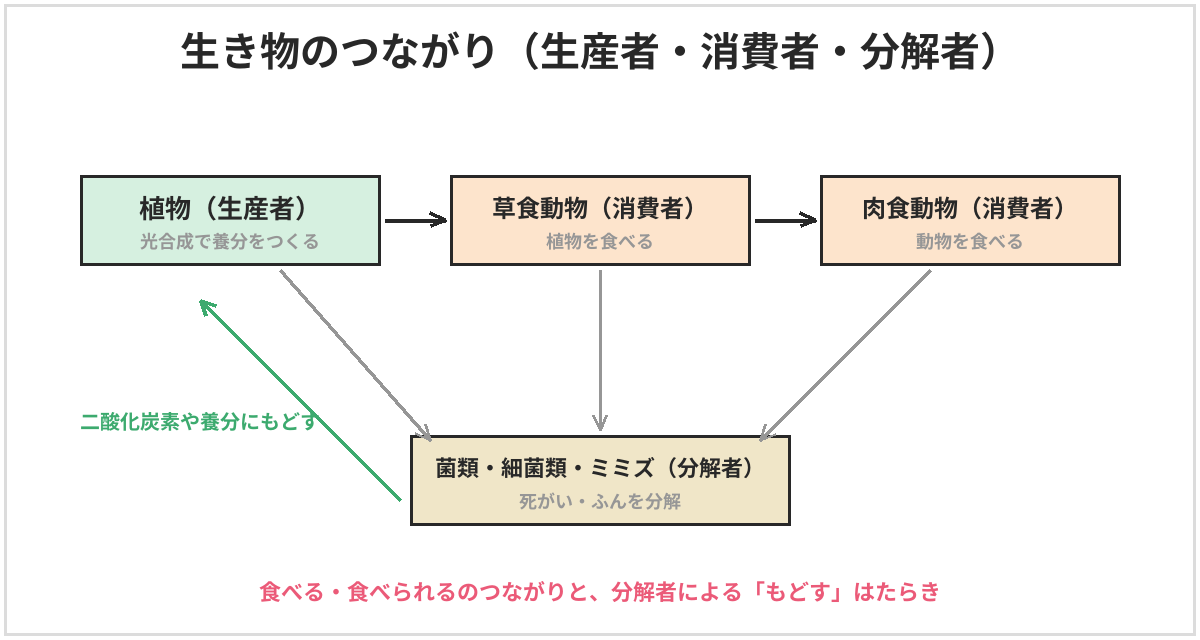 生き物のつながりの図。植物(生産者)は光合成で養分をつくり、草食動物(消費者)が植物を食べ、肉食動物(消費者)が草食動物を食べる。死がいやふんは、菌類・細菌類・ミミズなど(分解者)が分解し、二酸化炭素や養分にもどす。植物はそれを使って、また養分をつくる