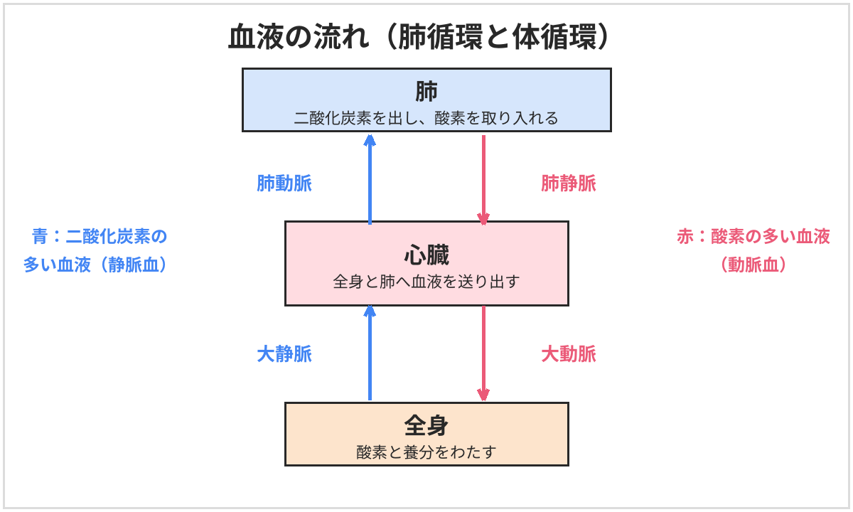 血液の流れの図。心臓から肺動脈で肺へ、肺静脈で心臓へもどる肺循環と、心臓から大動脈で全身へ、大静脈で心臓へもどる体循環。肺静脈と大動脈には酸素の多い動脈血、肺動脈と大静脈には二酸化炭素の多い静脈血が流れる