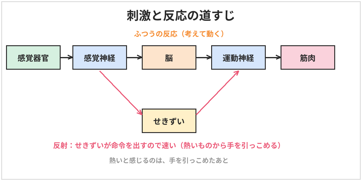 刺激と反応の道すじの図。ふつうの反応は、感覚器官から感覚神経を通って脳に伝わり、脳からの命令が運動神経を通って筋肉に伝わる。熱いものにさわったときの反射では、刺激がせきずいに伝わると、脳を通らずにせきずいから運動神経に命令が出るので、反応が速い
