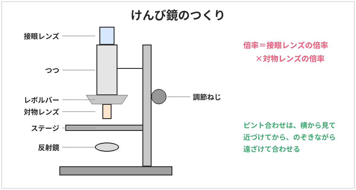 けんび鏡のつくりの図。上から接眼レンズ、つつ、レボルバー、対物レンズ、ステージ、反射鏡があり、横に調節ねじがある。倍率は接眼レンズの倍率×対物レンズの倍率。ピント合わせは、横から見て近づけてから、のぞきながら遠ざけて合わせる