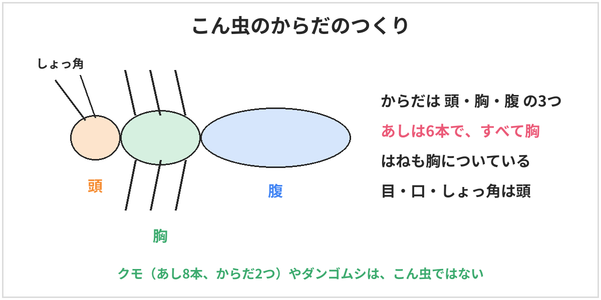 こん虫のからだのつくりの図。からだは頭・胸・腹の3つに分かれ、あしは6本ですべて胸についている。はねも胸につき、目・口・しょっ角は頭にある。クモやダンゴムシはこん虫ではない