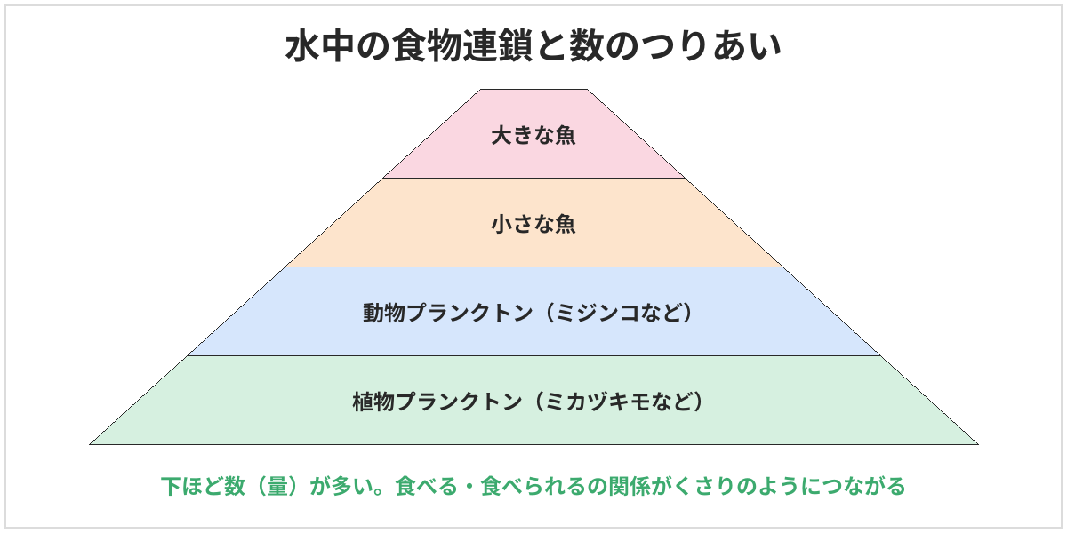 水中の食物連鎖と数のつりあいの図。下から、植物プランクトン（ミカヅキモなど）、動物プランクトン（ミジンコなど）、小さな魚、大きな魚の順に積み重なったピラミッド。下ほど数（量）が多く、食べる・食べられるの関係がくさりのようにつながる