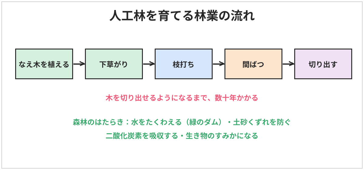 人工林を育てる林業の流れの図。なえ木を植える、下草がり、枝打ち、間ばつ、切り出す、の順に進む。木を切り出せるようになるまで、数十年かかる。森林は水をたくわえ（緑のダム）、土砂くずれを防ぎ、二酸化炭素を吸収し、生き物のすみかになる