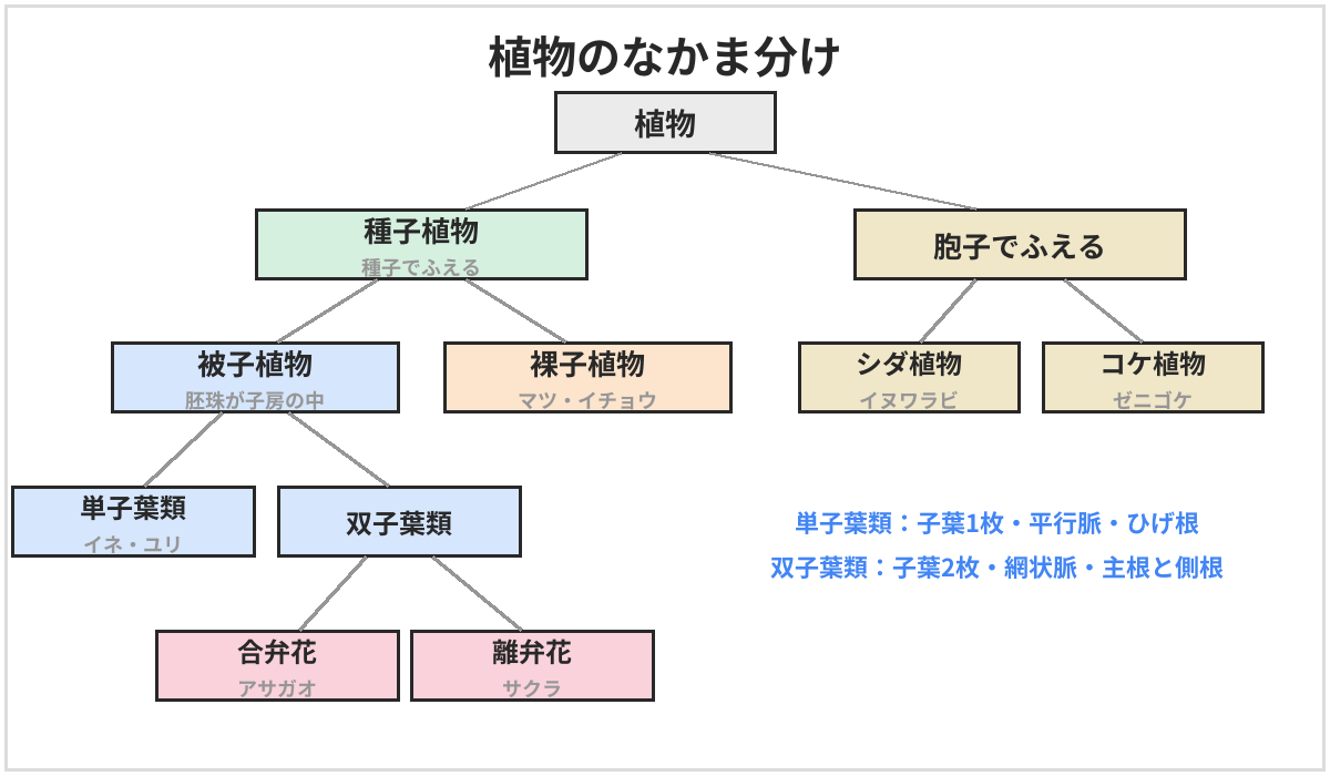 植物のなかま分けの図。植物は、種子でふえる種子植物と、胞子でふえる植物に分かれる。種子植物は、胚珠が子房に包まれた被子植物と、子房がない裸子植物に分かれる。被子植物は、子葉が1枚の単子葉類と、2枚の双子葉類に分かれる。双子葉類は、花びらがくっついた合弁花と、はなれた離弁花に分かれる。胞子でふえる植物には、シダ植物とコケ植物がある