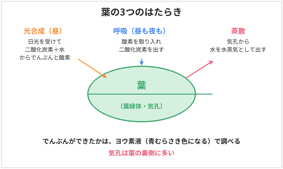 葉の3つのはたらきの図。光合成は昼に日光を受けて二酸化炭素と水からでんぷんと酸素をつくる。呼吸は昼も夜も酸素を取り入れて二酸化炭素を出す。蒸散は気孔から水を水蒸気として出す。気孔は葉の裏側に多い