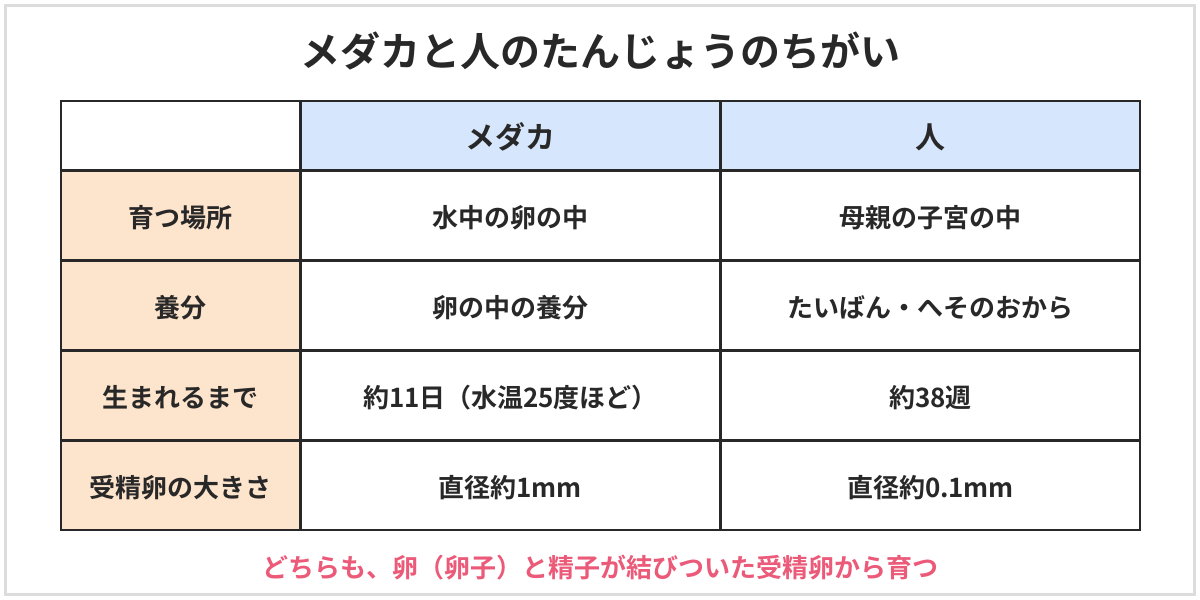 メダカと人のたんじょうのちがいの表。メダカは水中の卵の中で、卵の中の養分で育ち、水温25度ほどで約11日でかえる。受精卵の直径は約1mm。人は母親の子宮の中で、たいばんとへそのおを通して養分を受け取り、約38週で生まれる。受精卵の直径は約0.1mm。どちらも卵と精子が結びついた受精卵から育つ